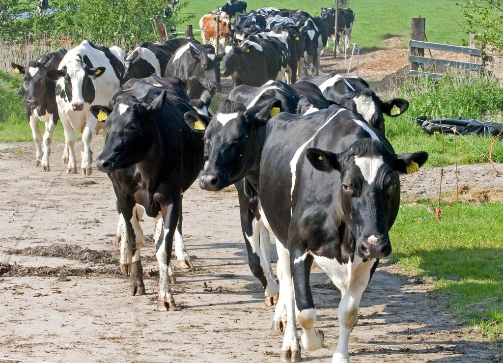 Апартаменти Ruyge Weyde Logies, Eco Farm Oudewater Екстер'єр фото
